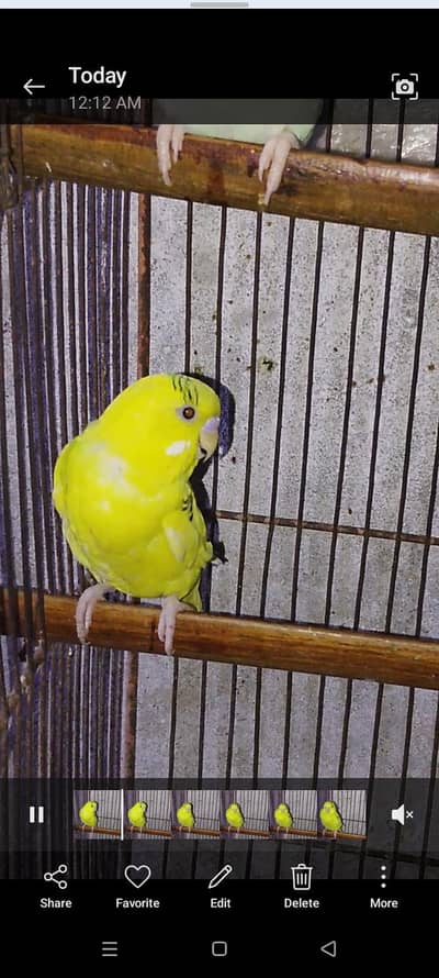 Breeder Pair