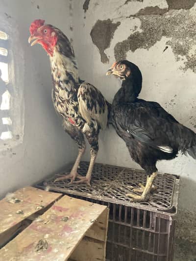 korengi joda urgent sale