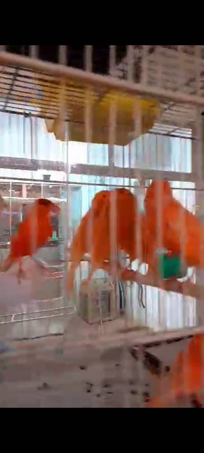 Extremely colourful red , white ,orange & mix color canary available