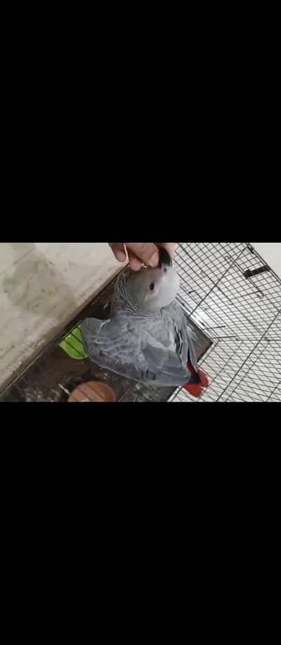 African grey congo hand tame chick 03020160322