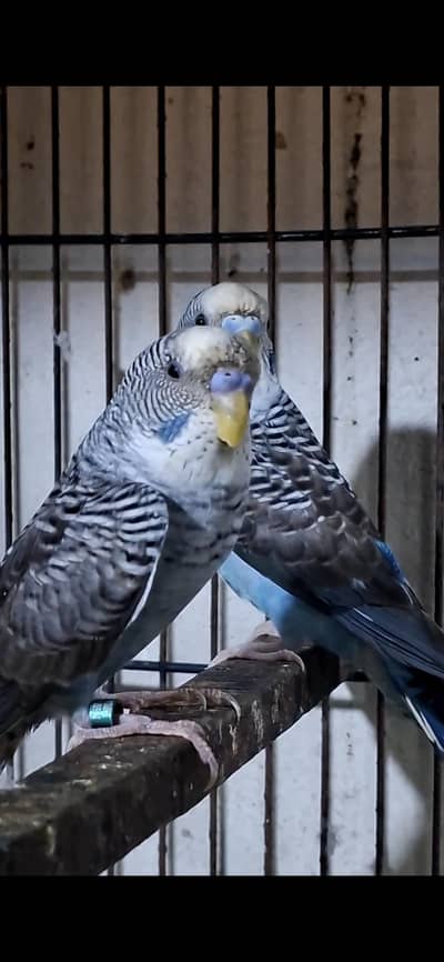 black wing budgie