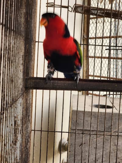 Black cap lory