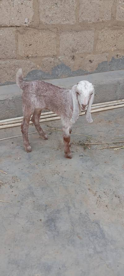 Bakra