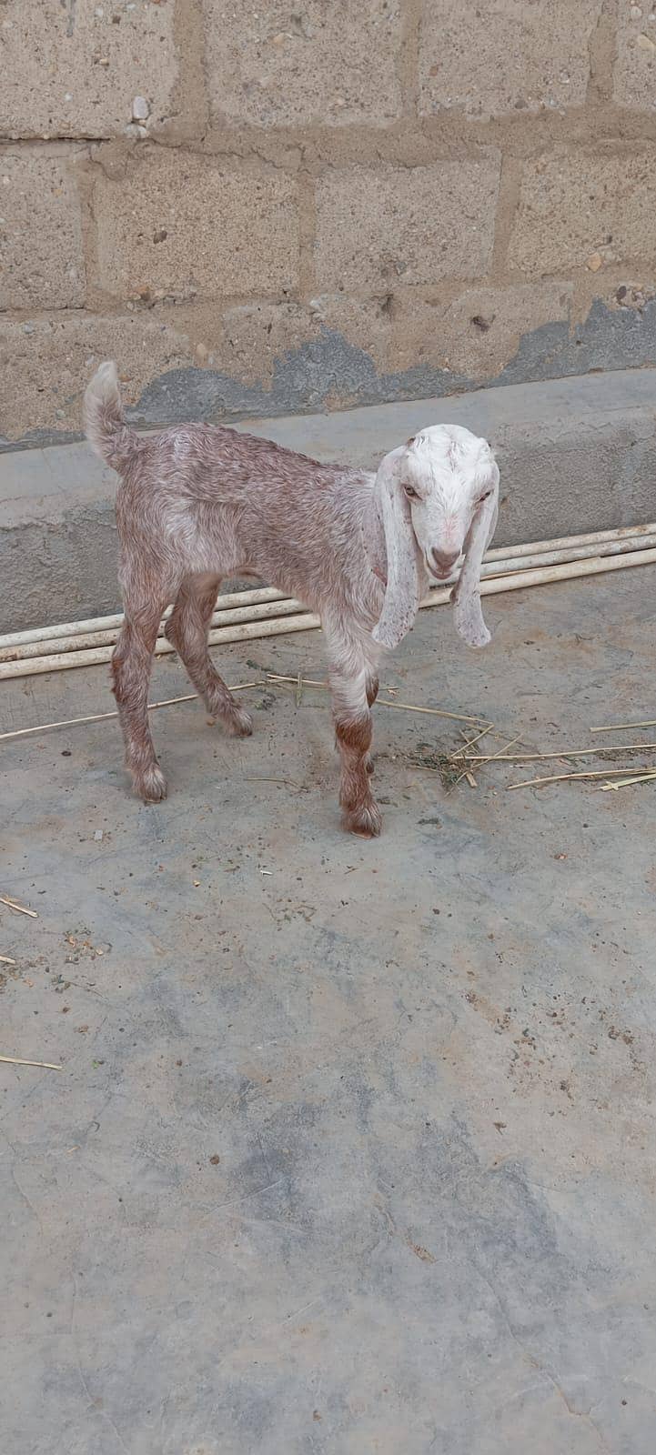 Bakra 0