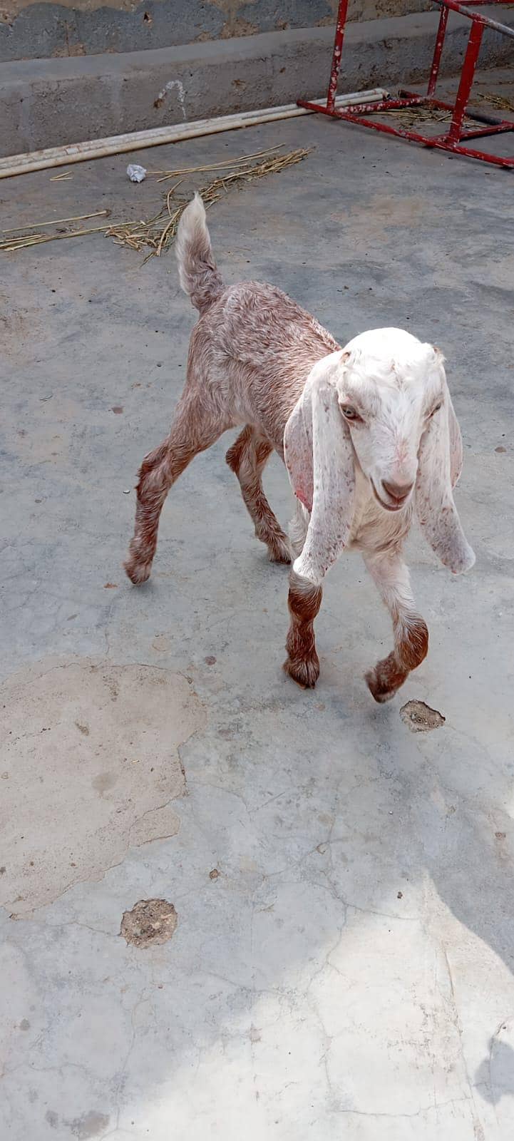 Bakra 1