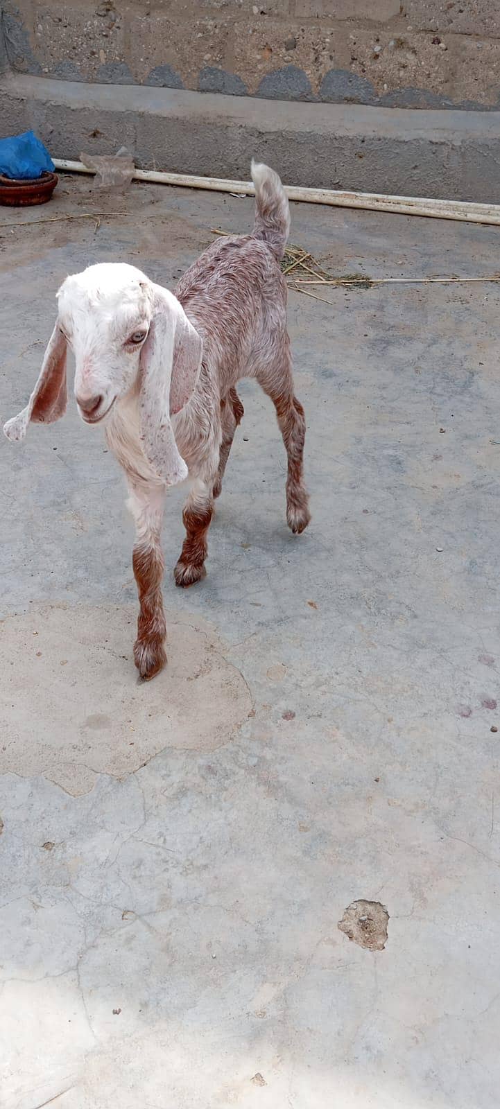 Bakra 2