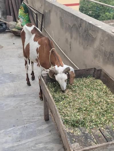 One Female goatwith two male goat babies
