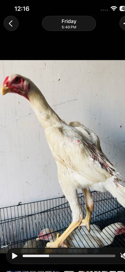 Pure white shamoo 4 month pair