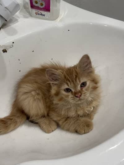 Kitten