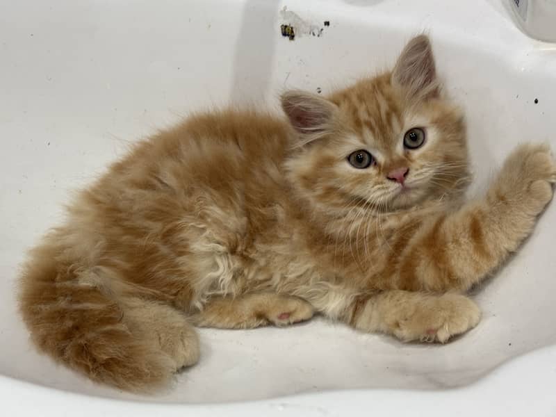 Kitten 1