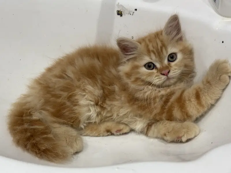 Kitten — photo 2