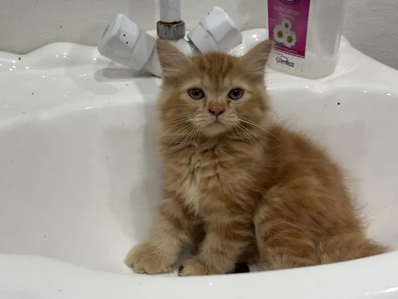 Kitten — photo 3