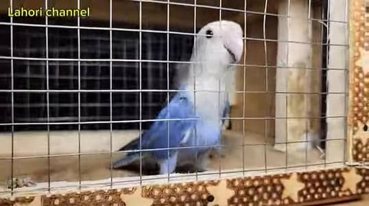 Rozicoli voillet opline Breeder pair high quality