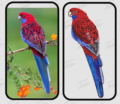 Embroidery digitizing service | Wilcom DST PES EMB.