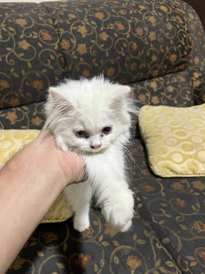 White Persian cat triple coat odd eye