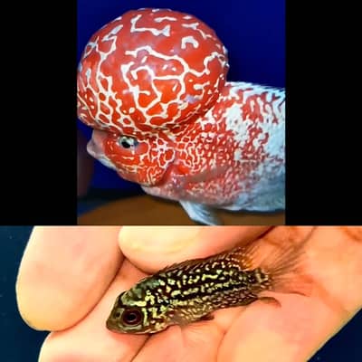 FLOWERHORN - GOLDEN BASE KML