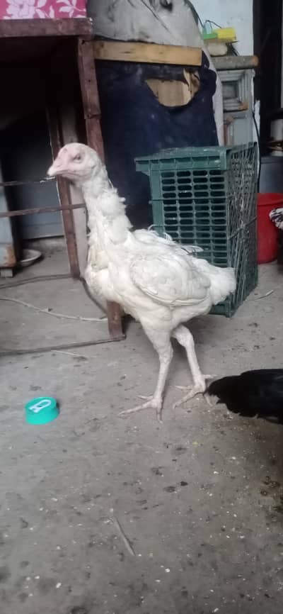 Pure Aseel paper white or pure Aseel Saleti|High Quality Pure Breed