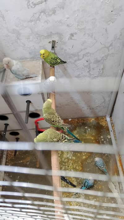 love birds