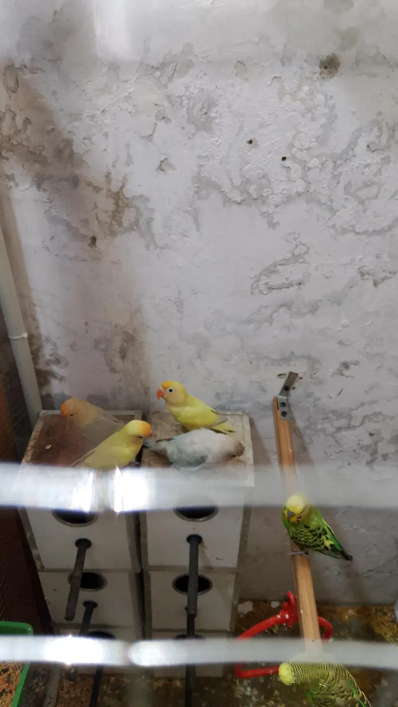 love birds — photo 2
