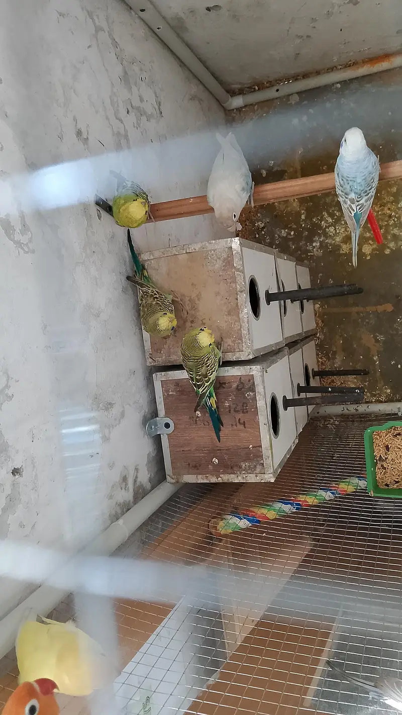 love birds — photo 3