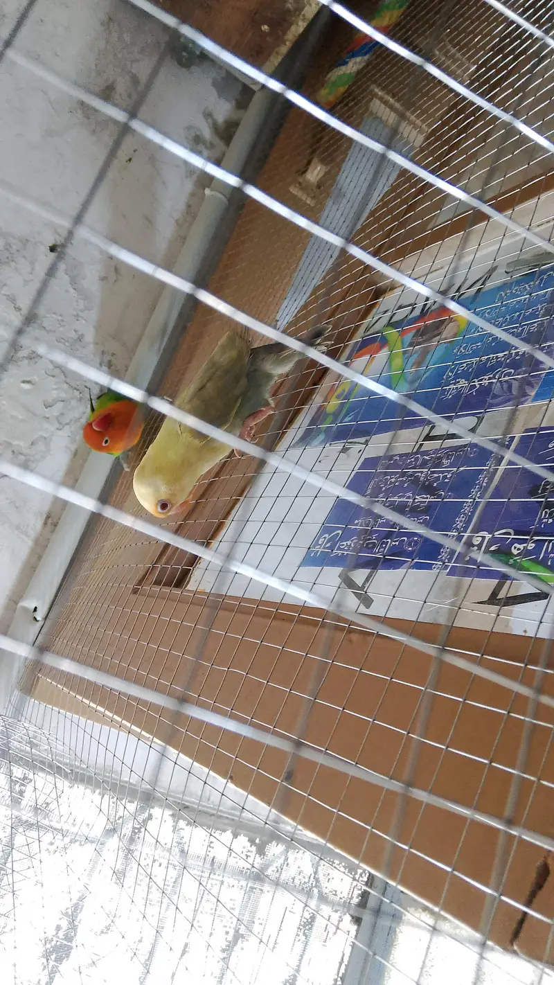 love birds — photo 4