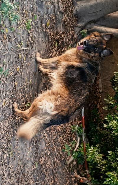 German shepherd breeder female