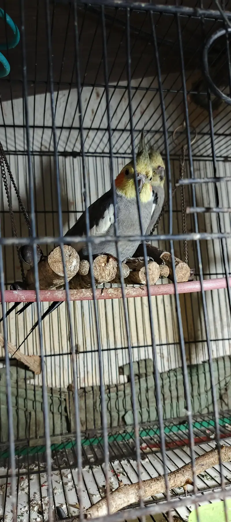 1 Breeders pair and two male age 1 year