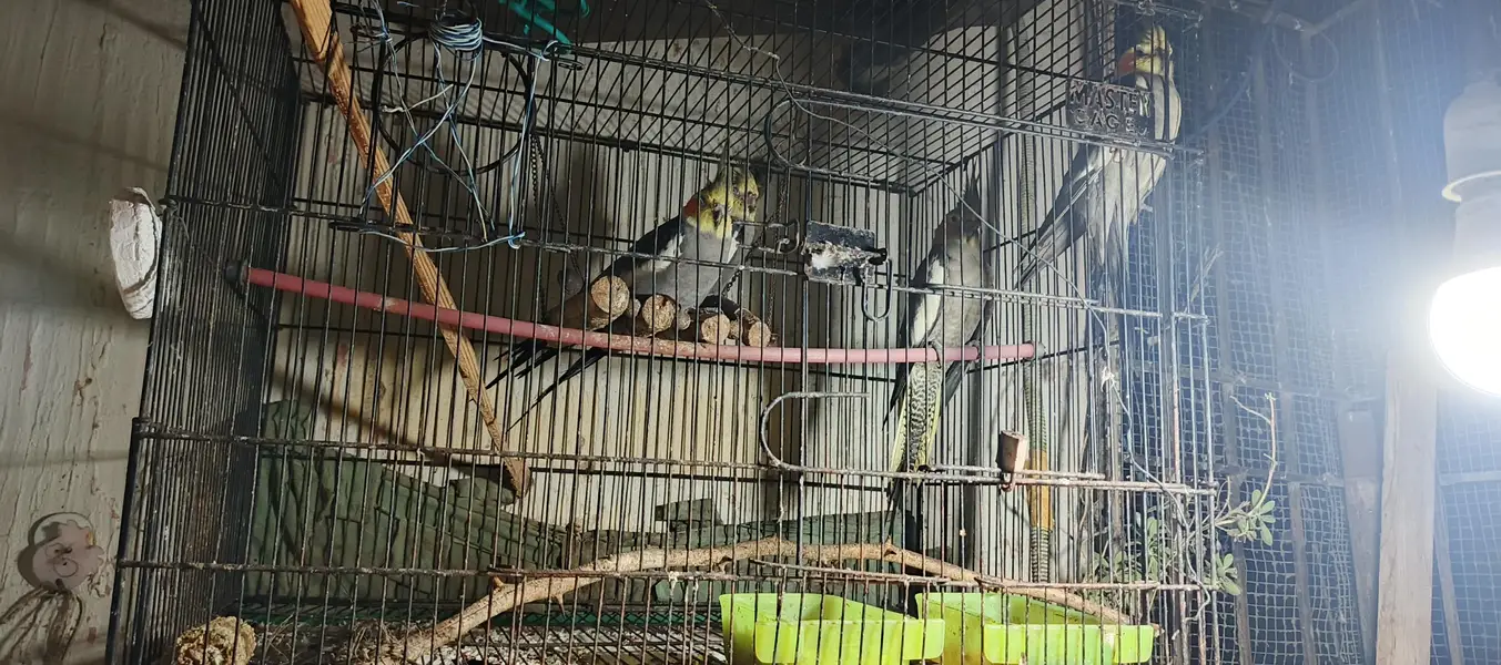 1 Breeders pair and two male age 1 year — photo 2