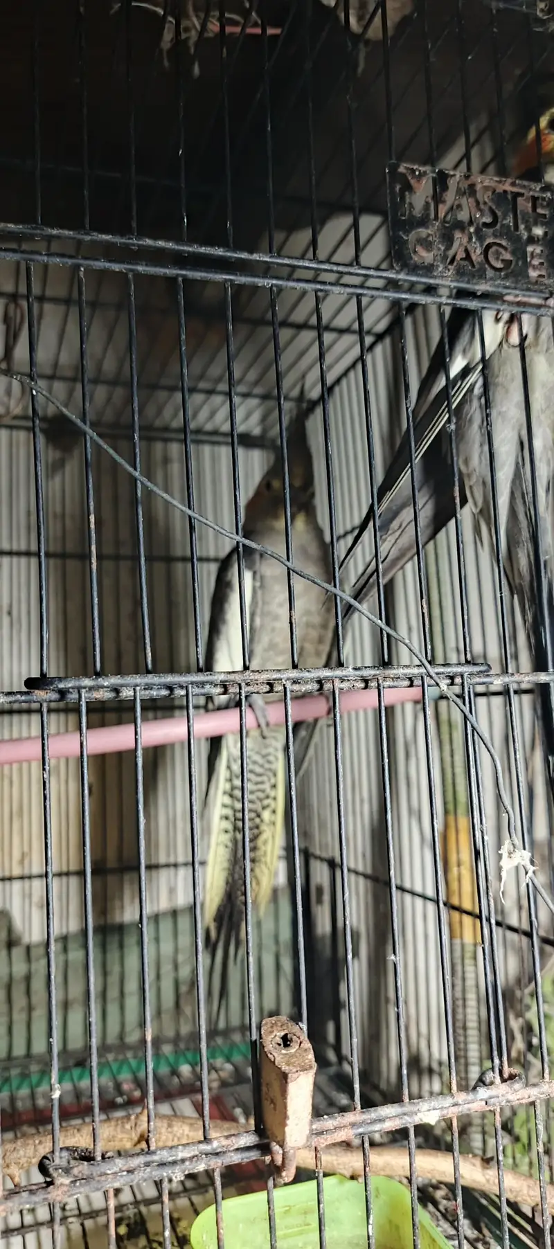 1 Breeders pair and two male age 1 year — photo 3