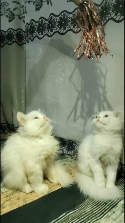 Kitten for sale