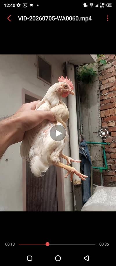 brailar chicks 600 garam