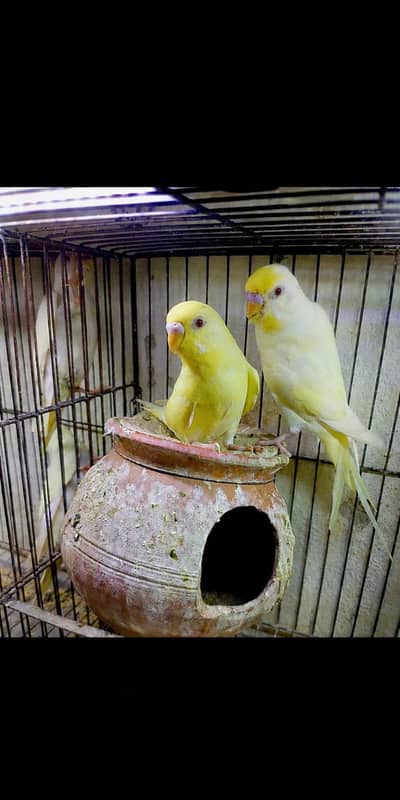 Cremino Albino Red Eyes