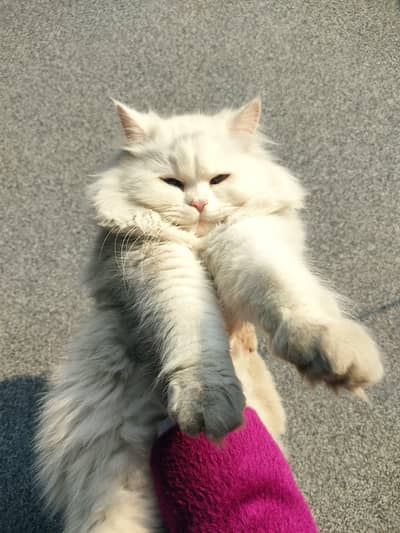 Female Cat White color.
