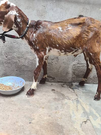 male bakra for sale desi bacha