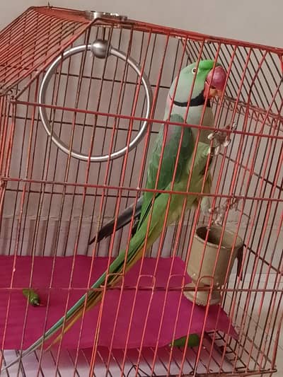 Hand-Tame Talking Alexandrine Parrot for Sale – Healthy Male