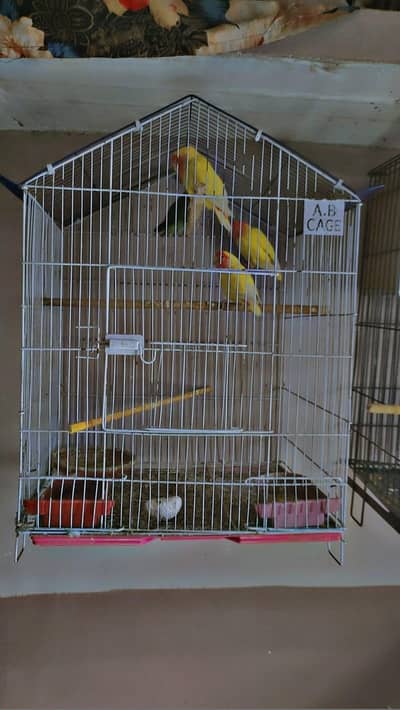 9 pairs love birds breeder pairs