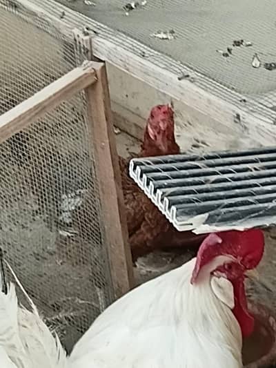 Misri Hens
