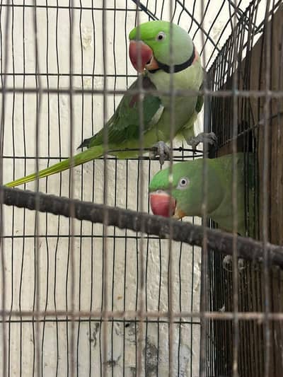 parrot pair