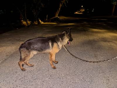 German shepherd black mask bahut achcha Mel hai