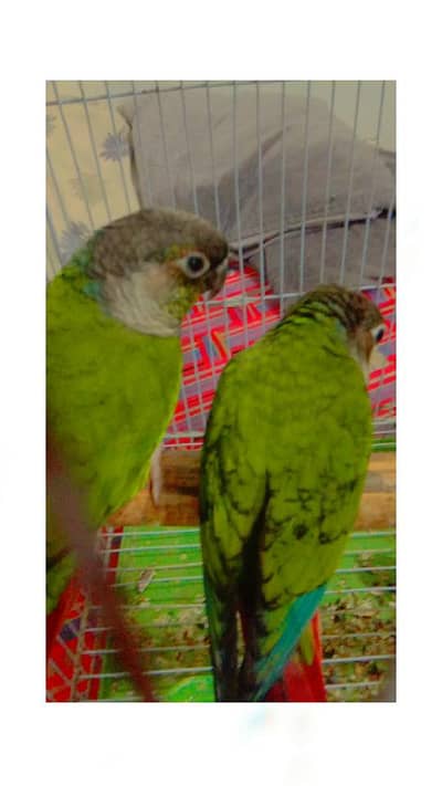 green chick conure breeder pair or  fancy chicks
