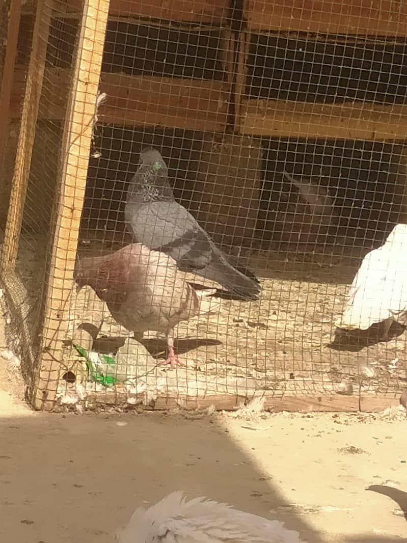 kabli 2