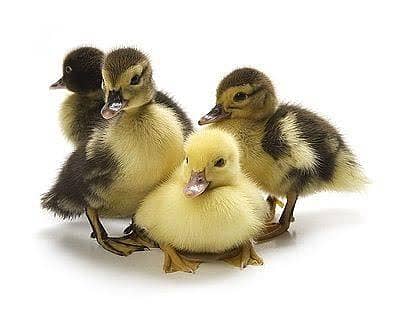 duck chix