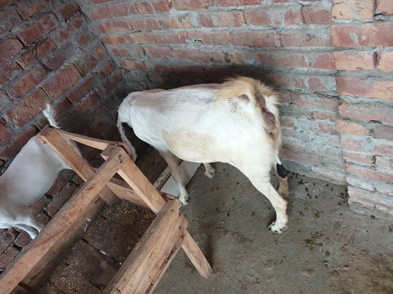 bakri 0