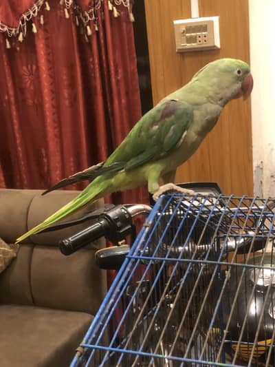 Male raw talking parrot+cage for sale 3225844099