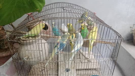 Australian Birds