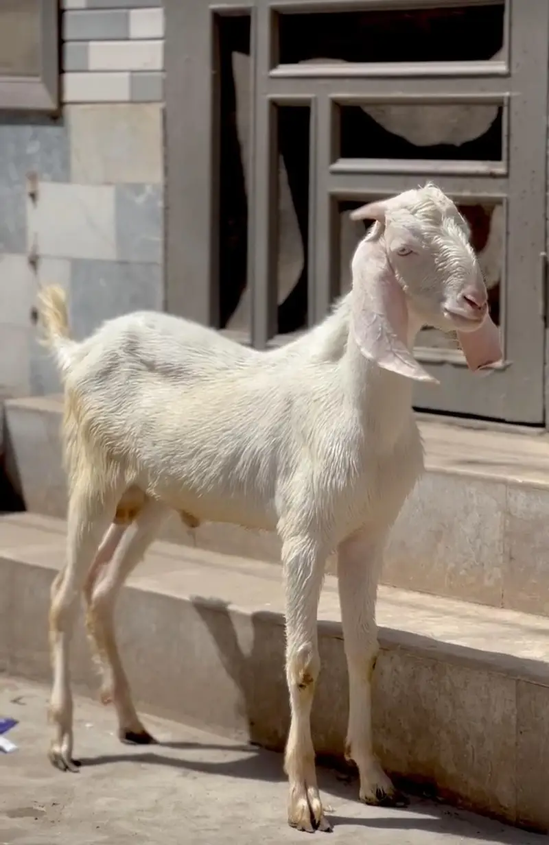 bakra 03041979402 — photo 2