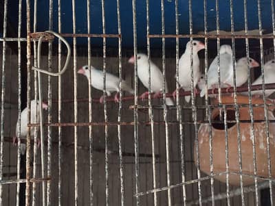 Java Bird for Sale