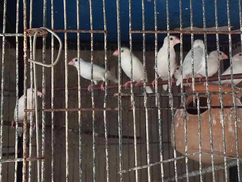 Java Bird for Sale 0