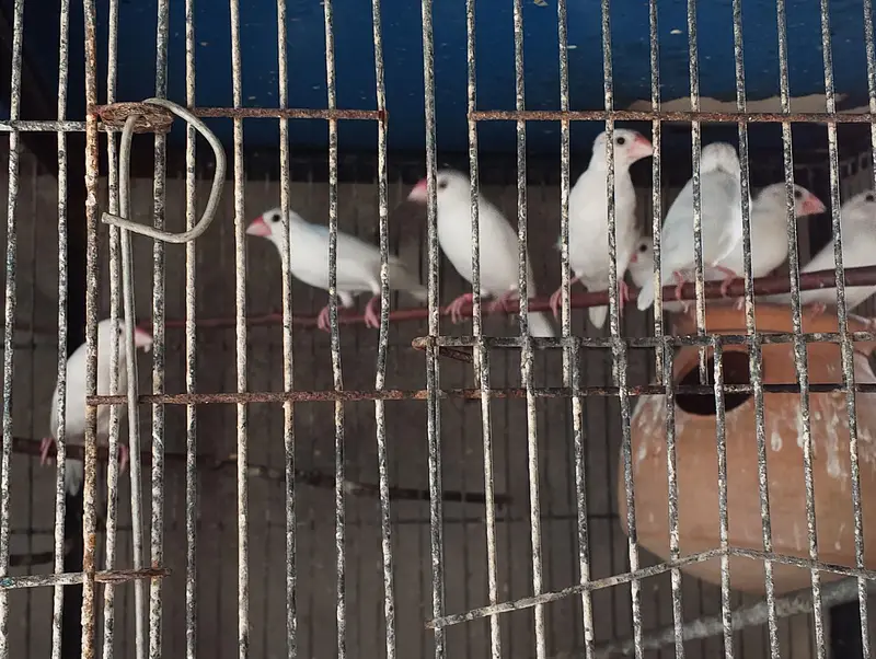 Java Bird for Sale