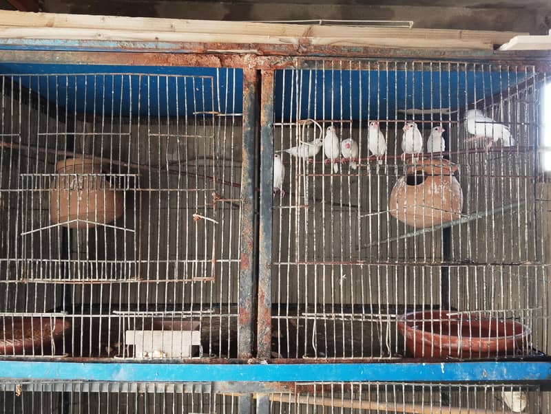 Java Bird for Sale 1